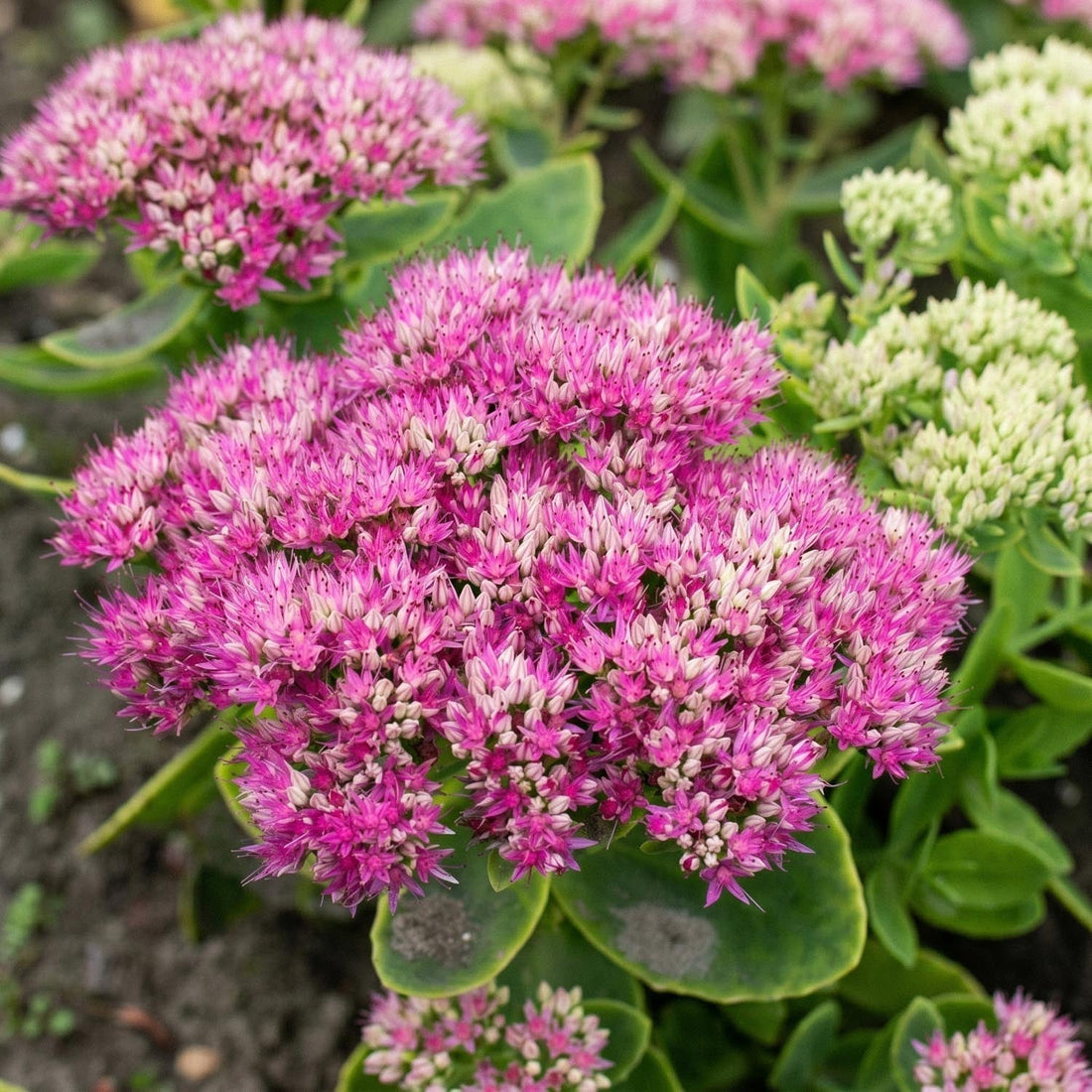 Fetthenne, Sedum 'Brillant'