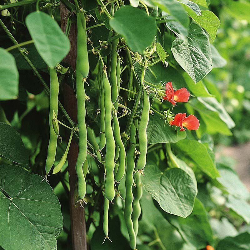 Feuerbohnen Samen 'Lady Di' - 20 Biosamen
