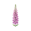 Blumensamen