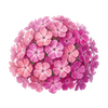 Blumensamen