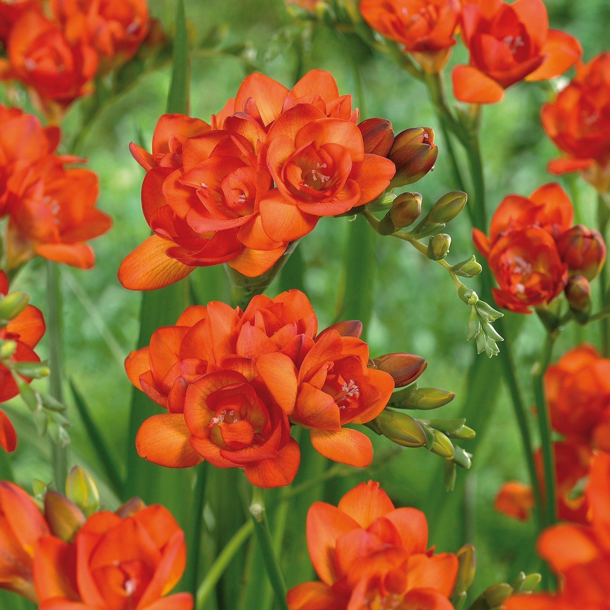 Freesie 'Double Orange'