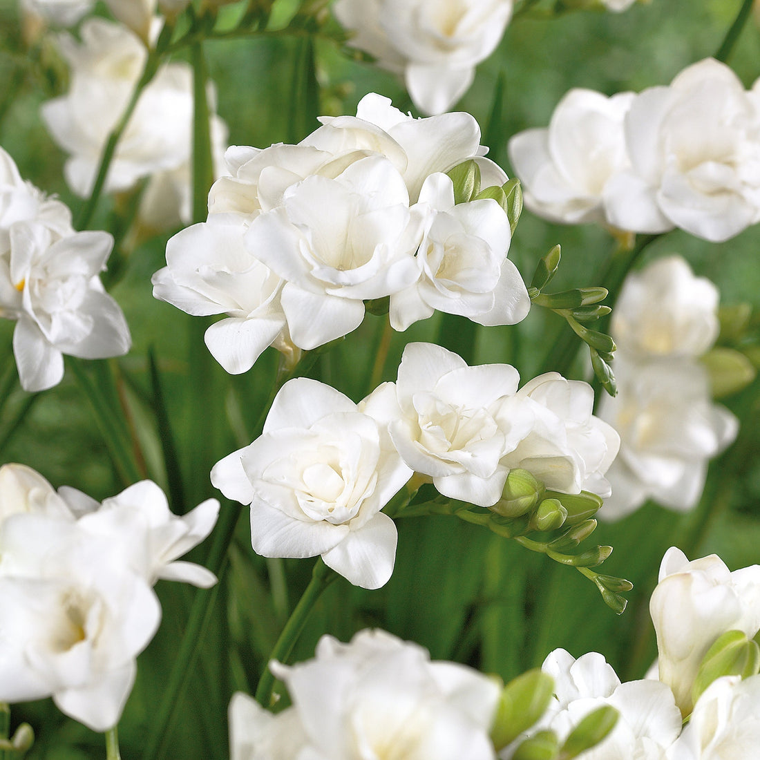 Freesie 'Double White'