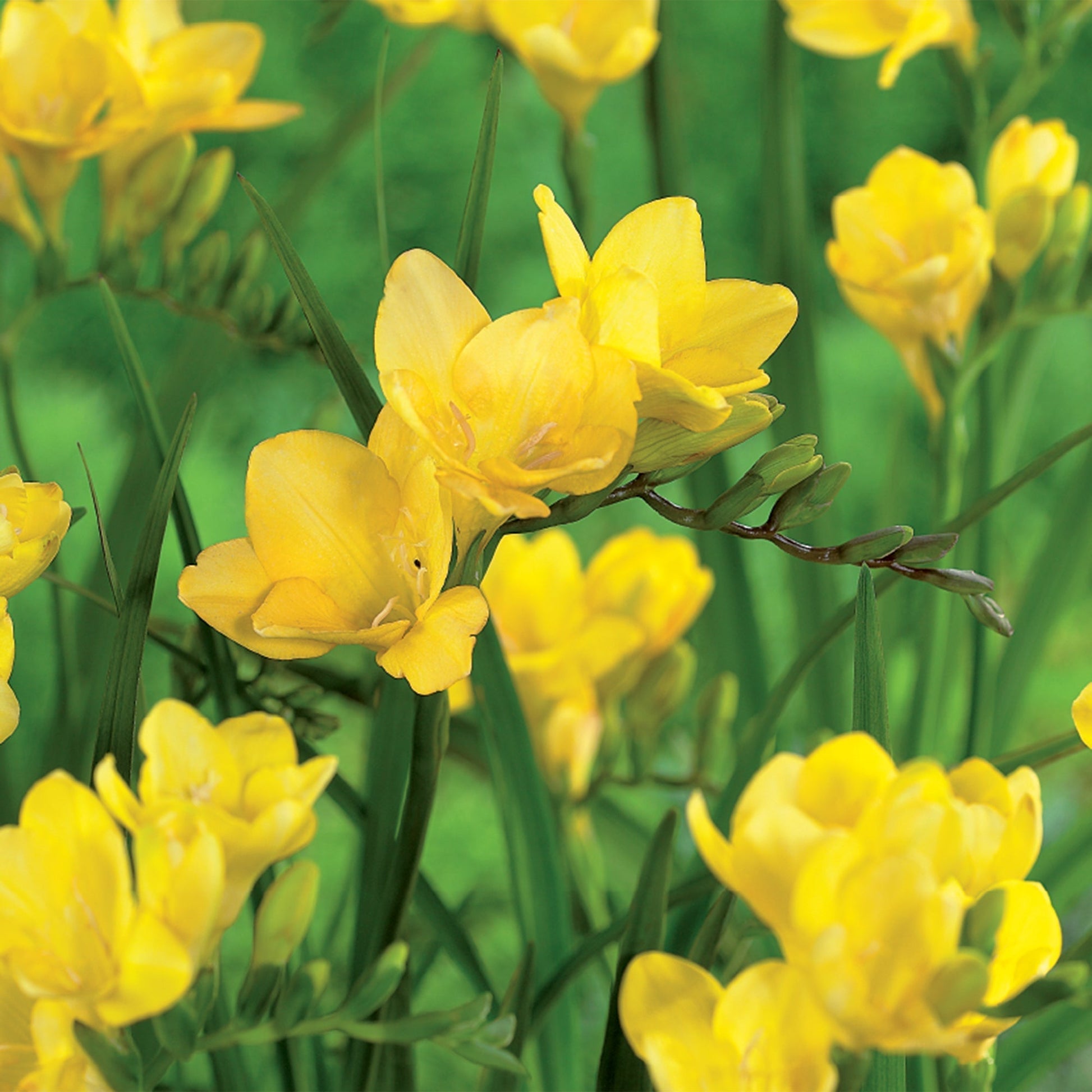 Freesie 'Yellow'