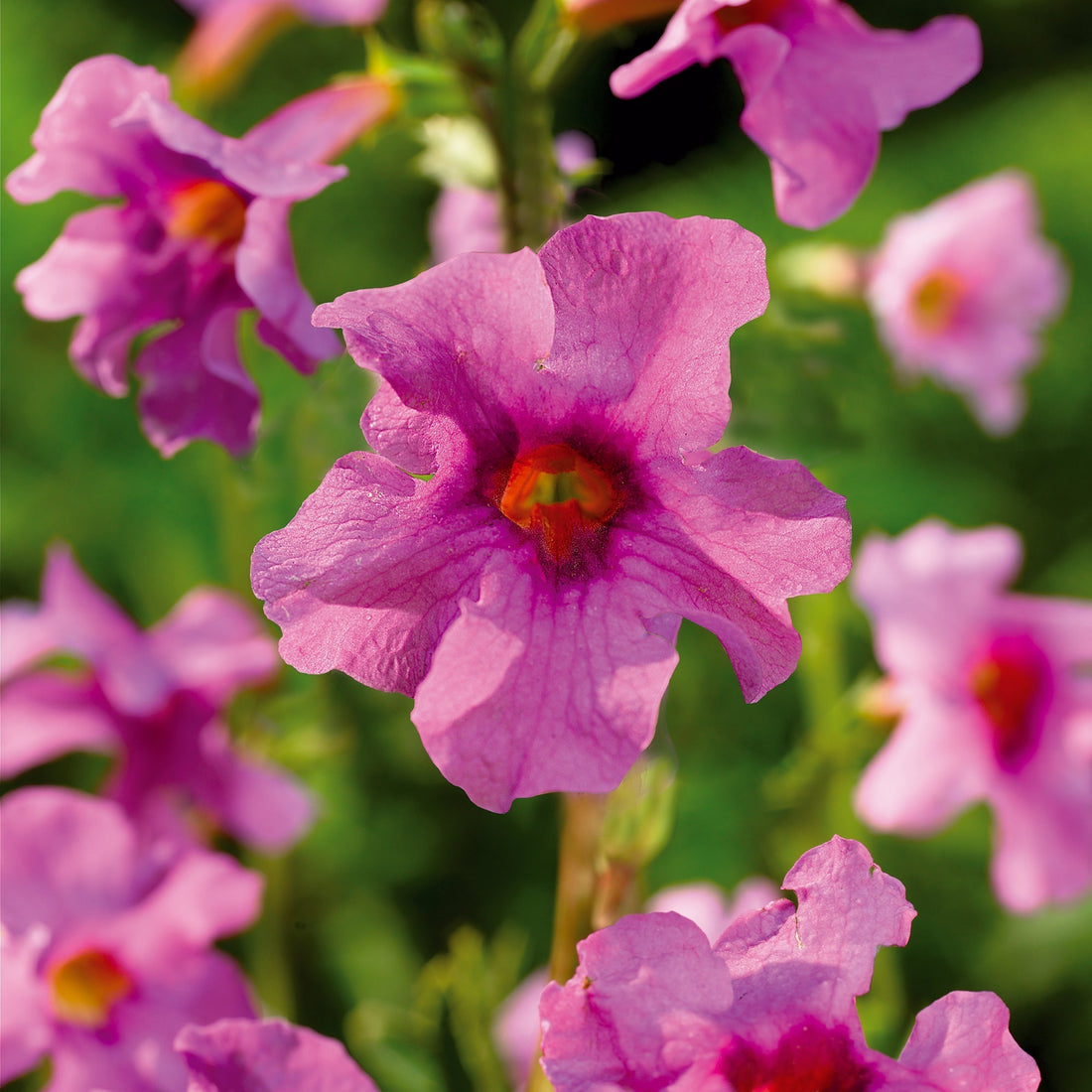 Freilandgloxinie, Incarvillea delavayi 'Pink'