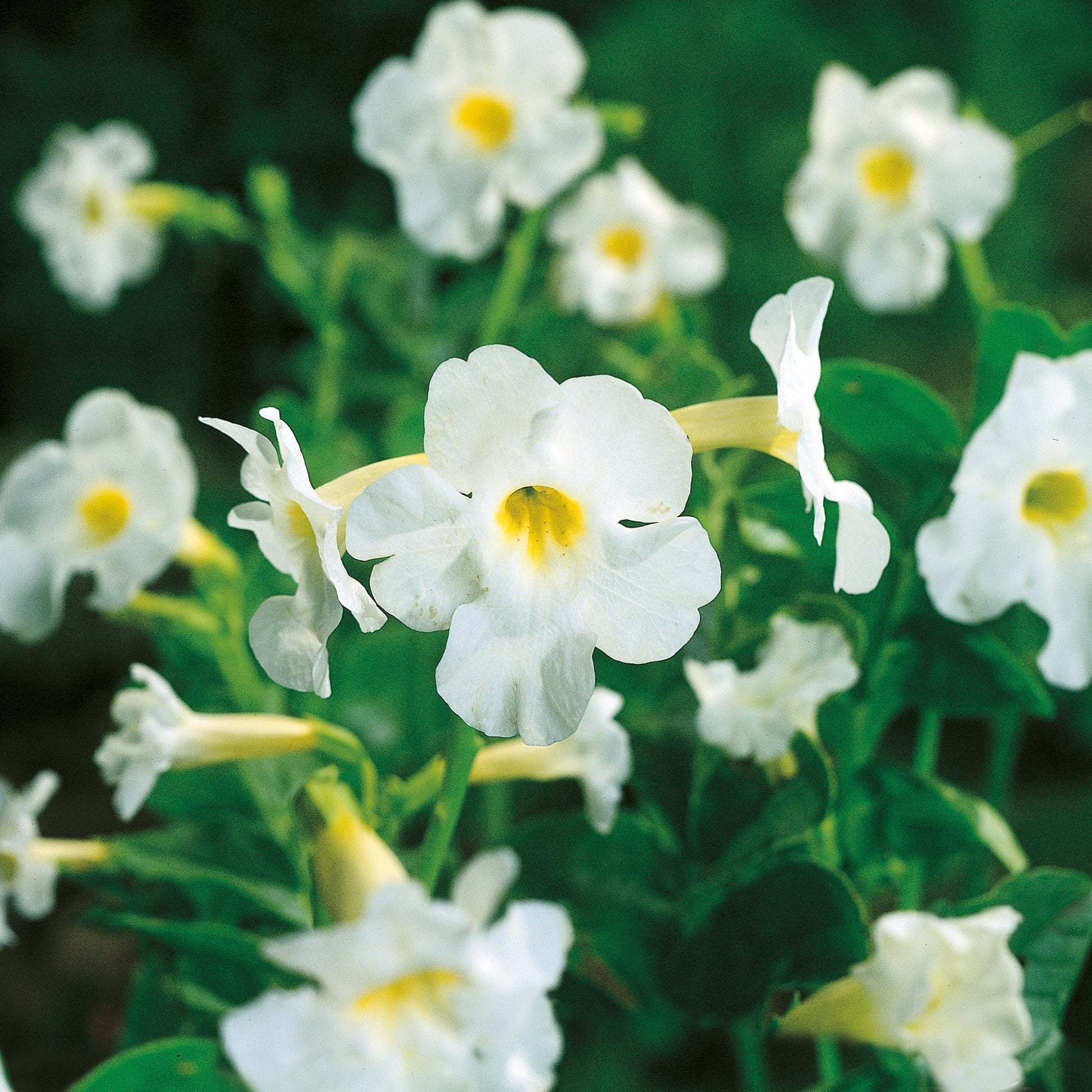 Freilandgloxinie, Incarvillea delavayi 'White'