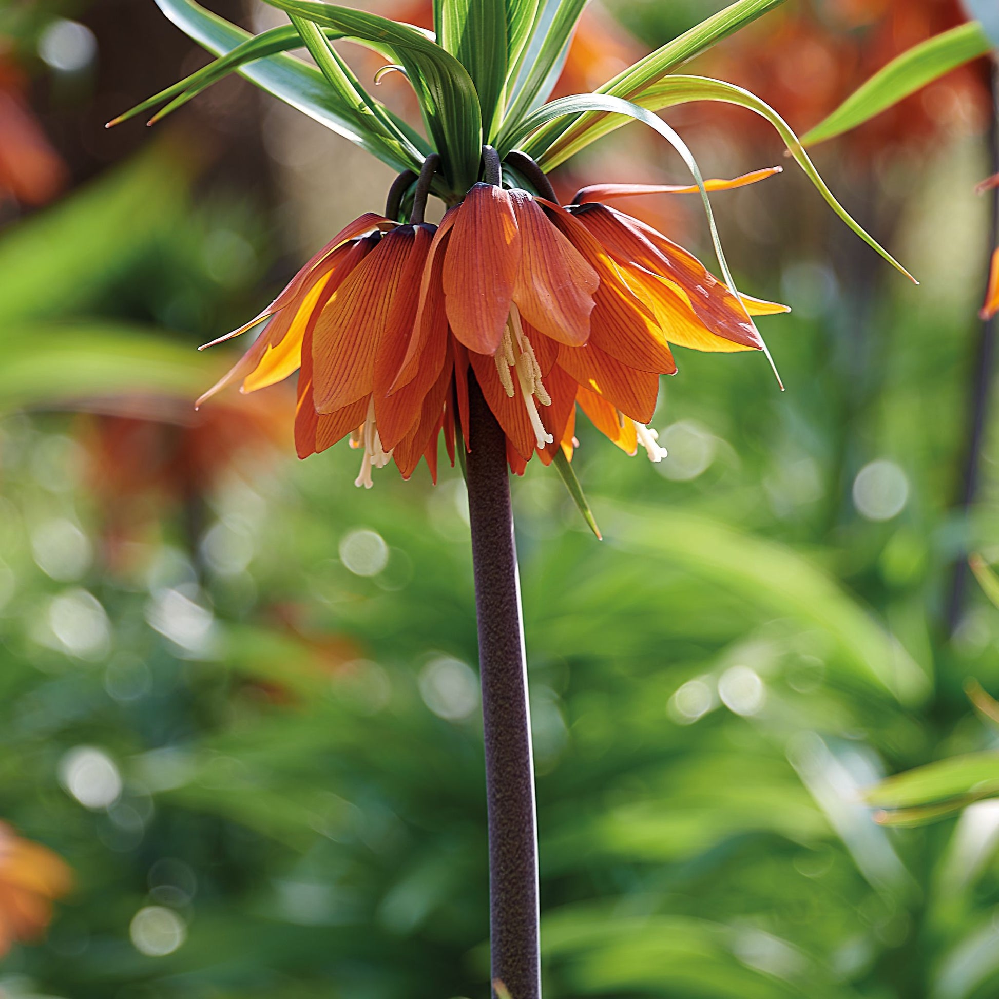 Fritillaria 'Aurora'