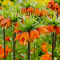 Fritillaria 'Rubra Maxima'