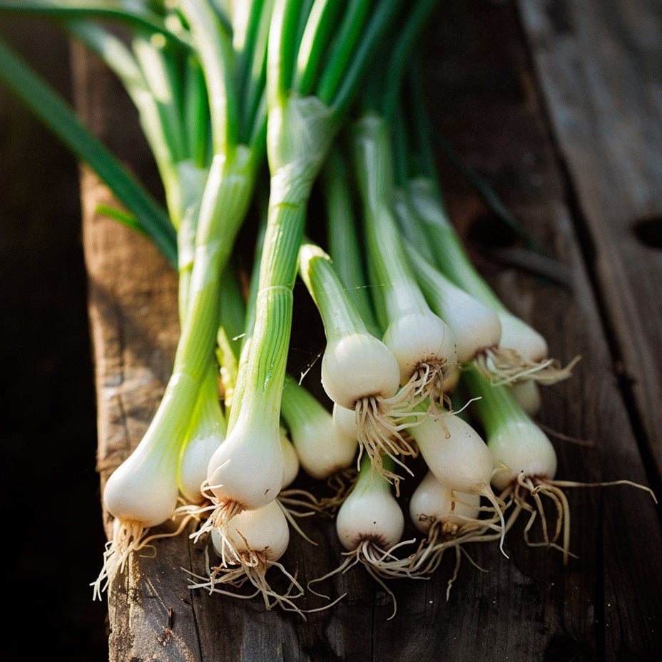 Frühlingszwiebel Samen 'White Lisbon' - 100 Biosamen