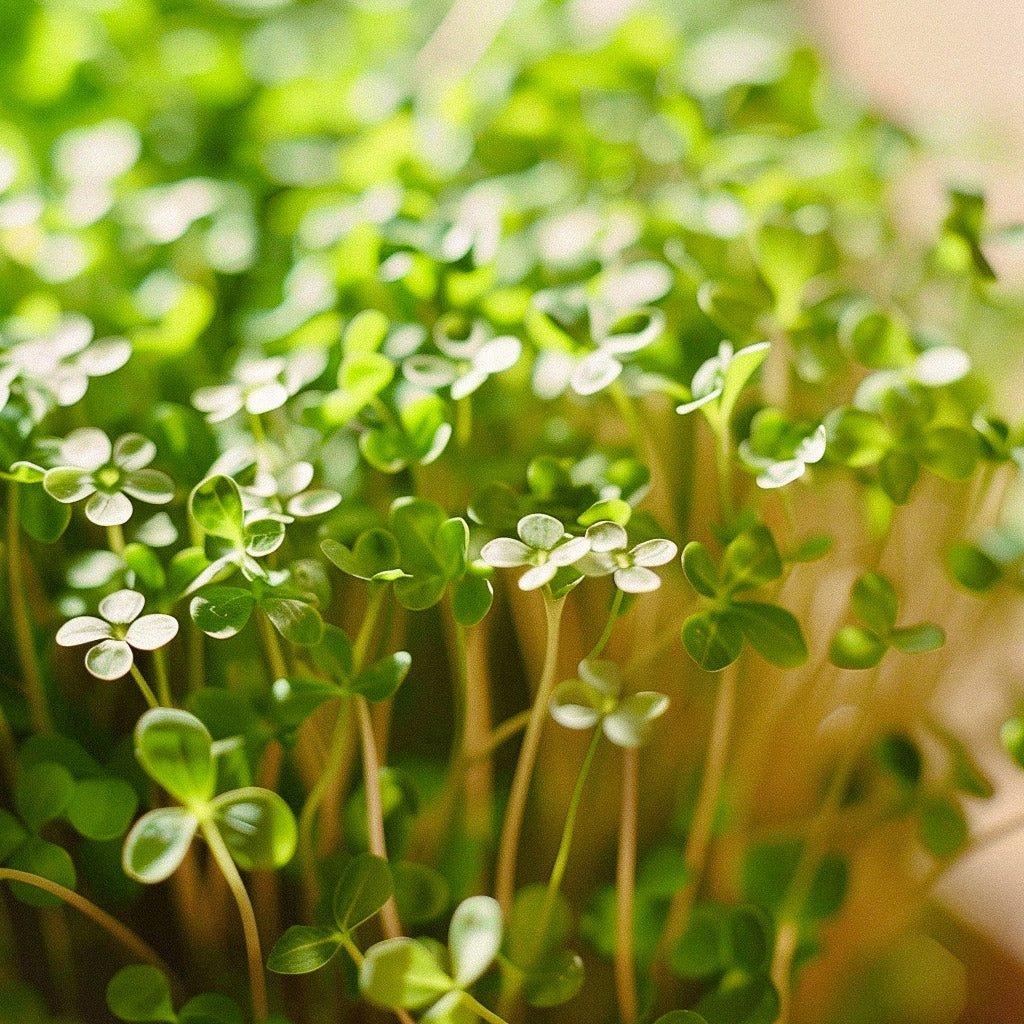 Gartenkresse Samen 'Cressida' - 150 Biosamen