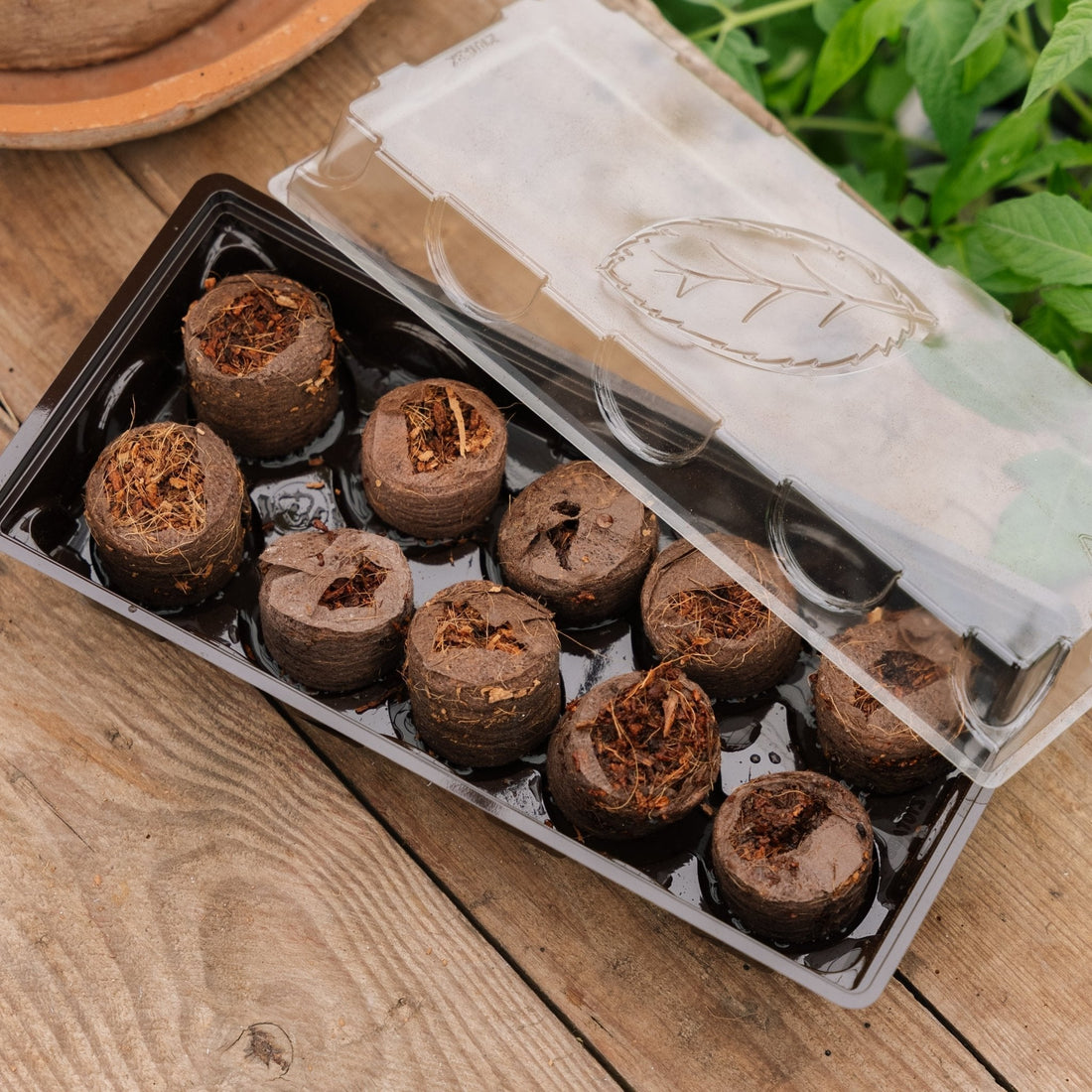 Gewächshaus mit 10 Kokos Quelltabletten