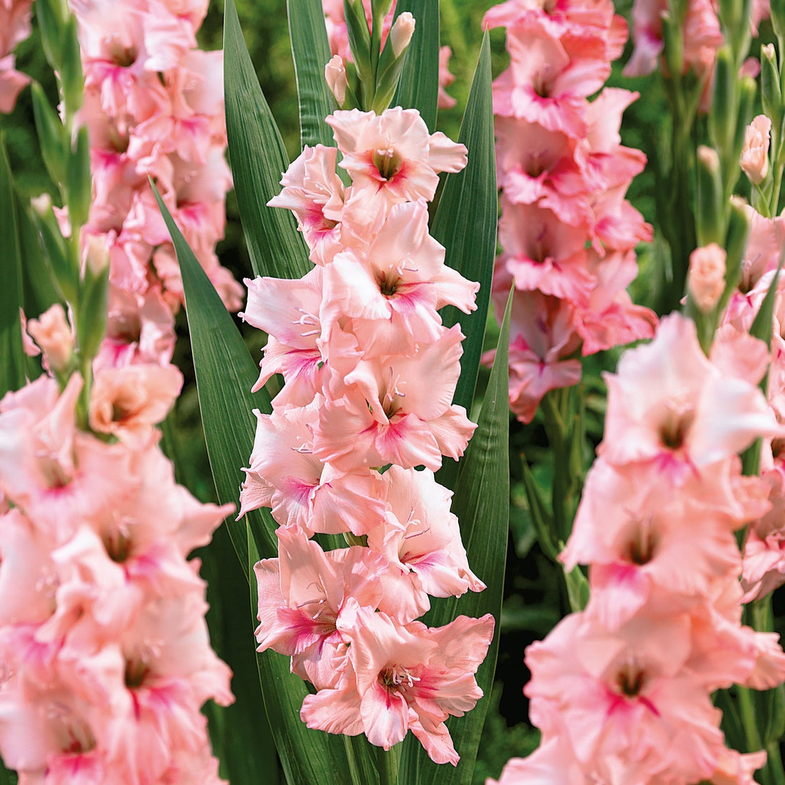 Gladiole 'Adrenalin'