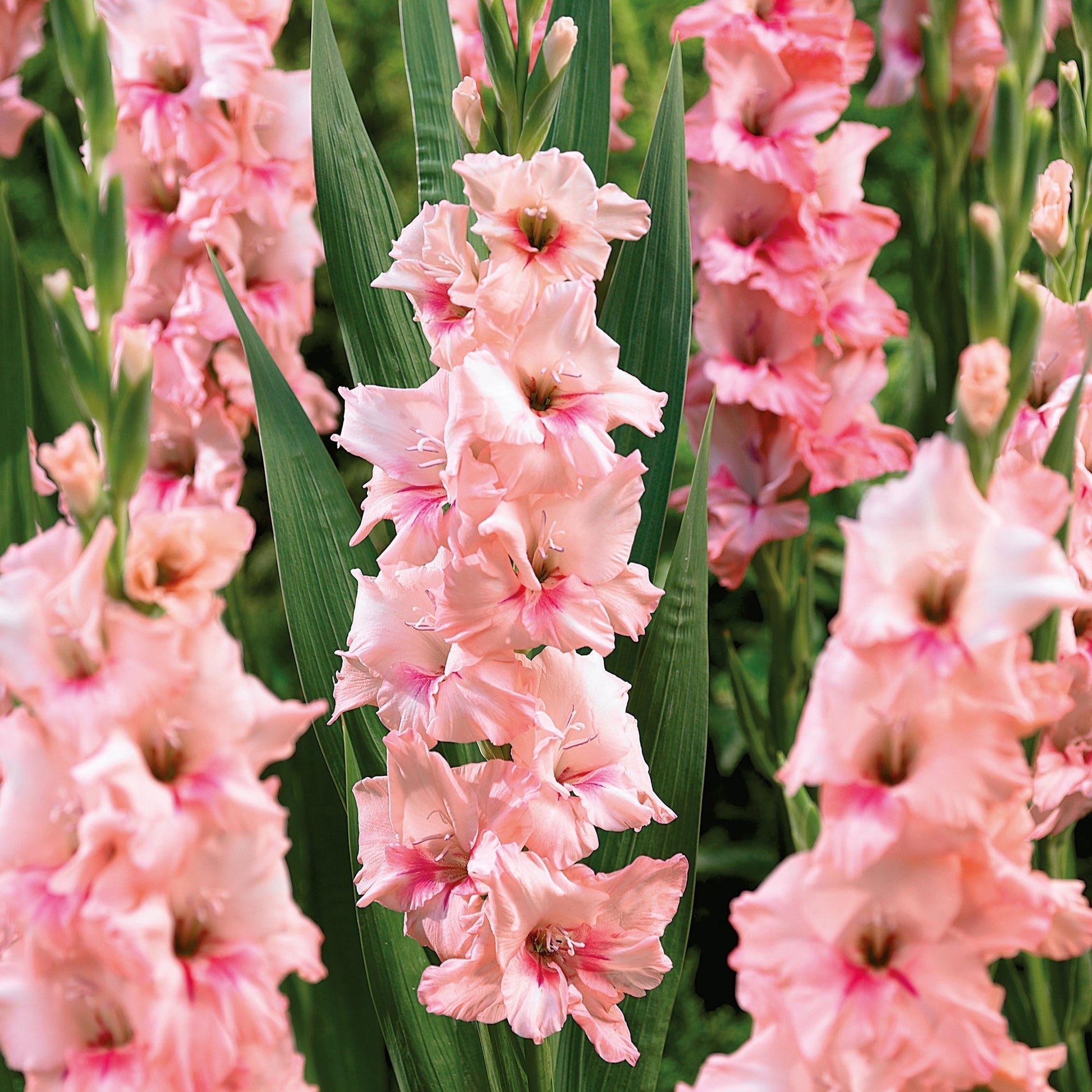 Gladiole 'Adrenalin'