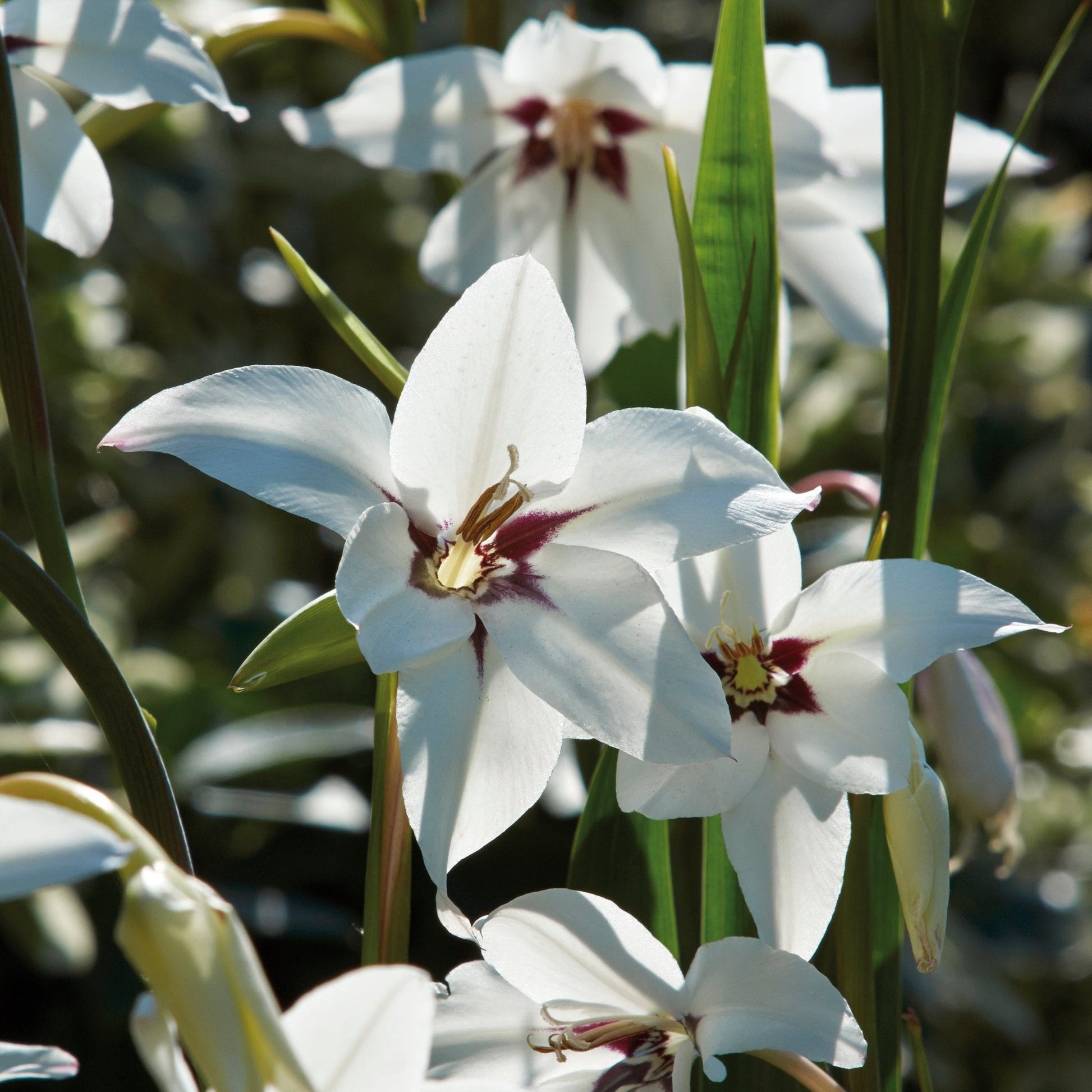 Gladiole 'Callianthus'