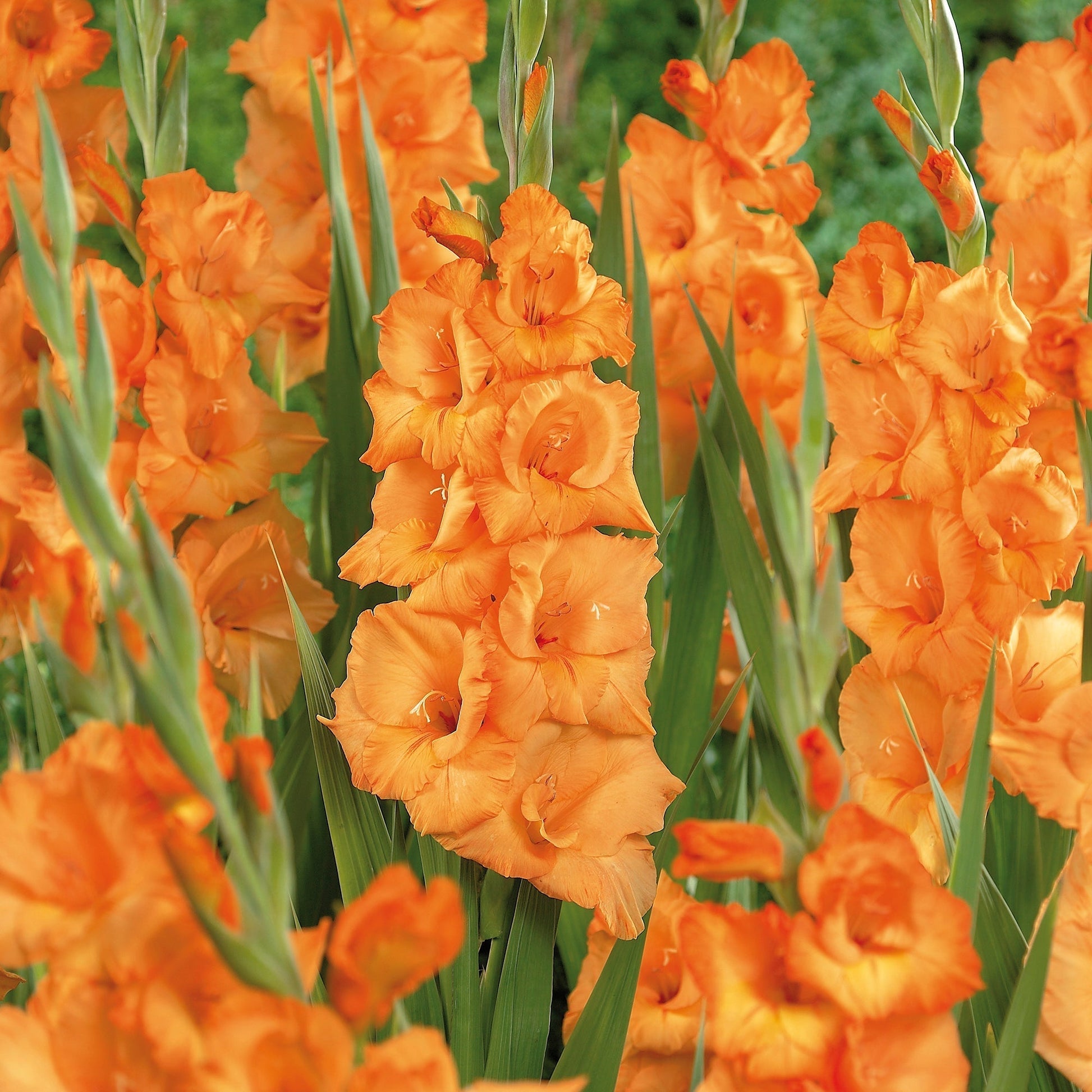 Gladiole 'Georgia Peach'