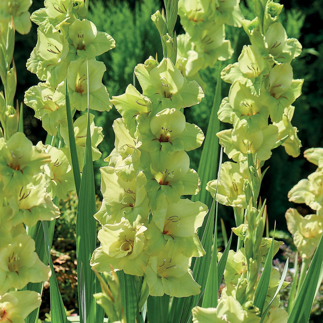 Gladiole 'Green Star'
