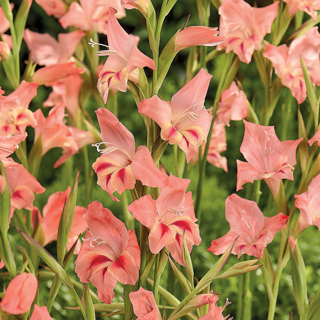 Gladiole 'Nanus Nathalie'