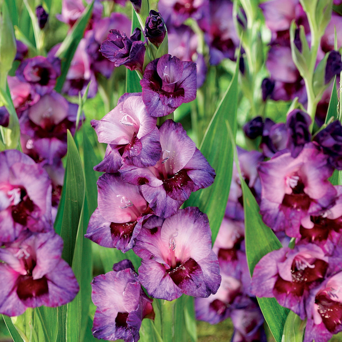 Gladiole 'Purple Art'