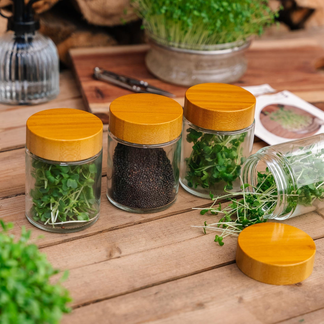 Glas - Aufbewahrungsdosen für Microgreens