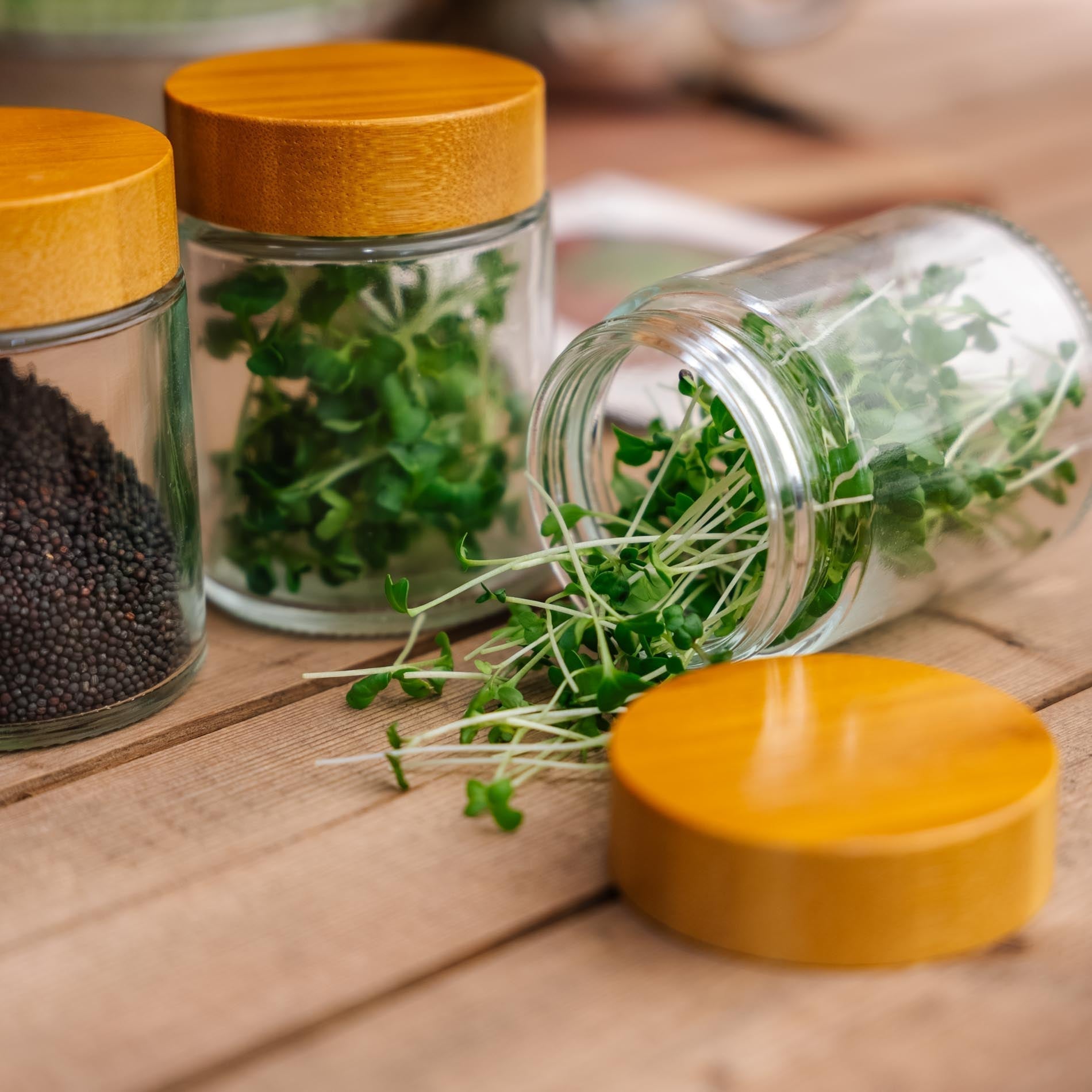 Glas - Aufbewahrungsdosen für Microgreens