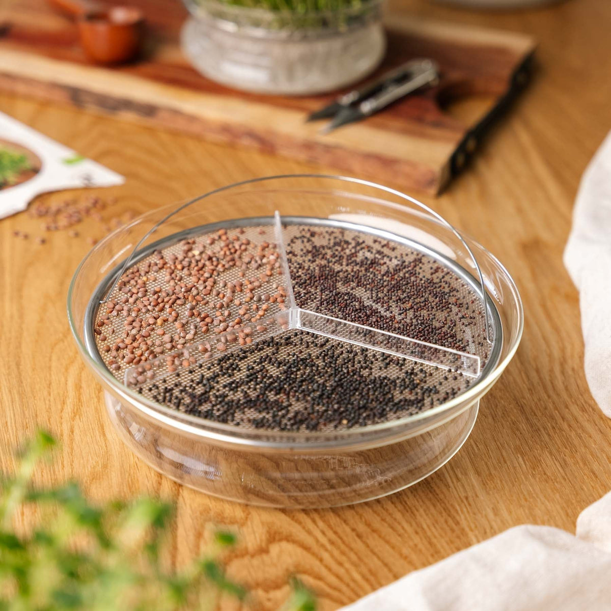Große Keimschale für Microgreens