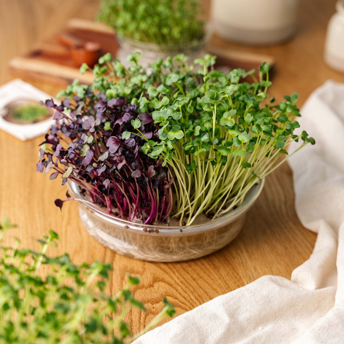 Große Keimschale für Microgreens