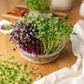 Große Keimschale für Microgreens