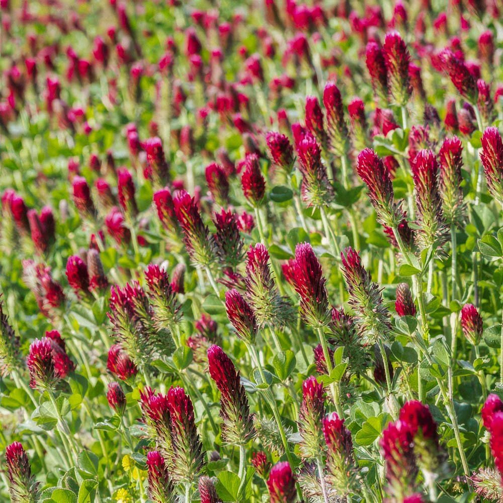 Gründünger 'Crimson Clover' (20 m²)