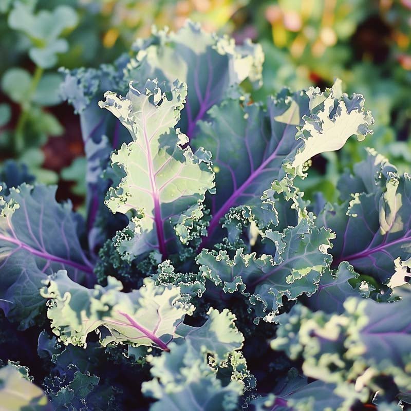 Grünkohl Samen 'Red Russian' - 50 Biosamen