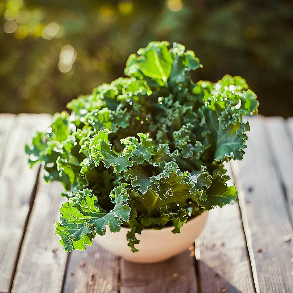 Grünkohl Samen 'Westland Winter' - 75 Biosamen