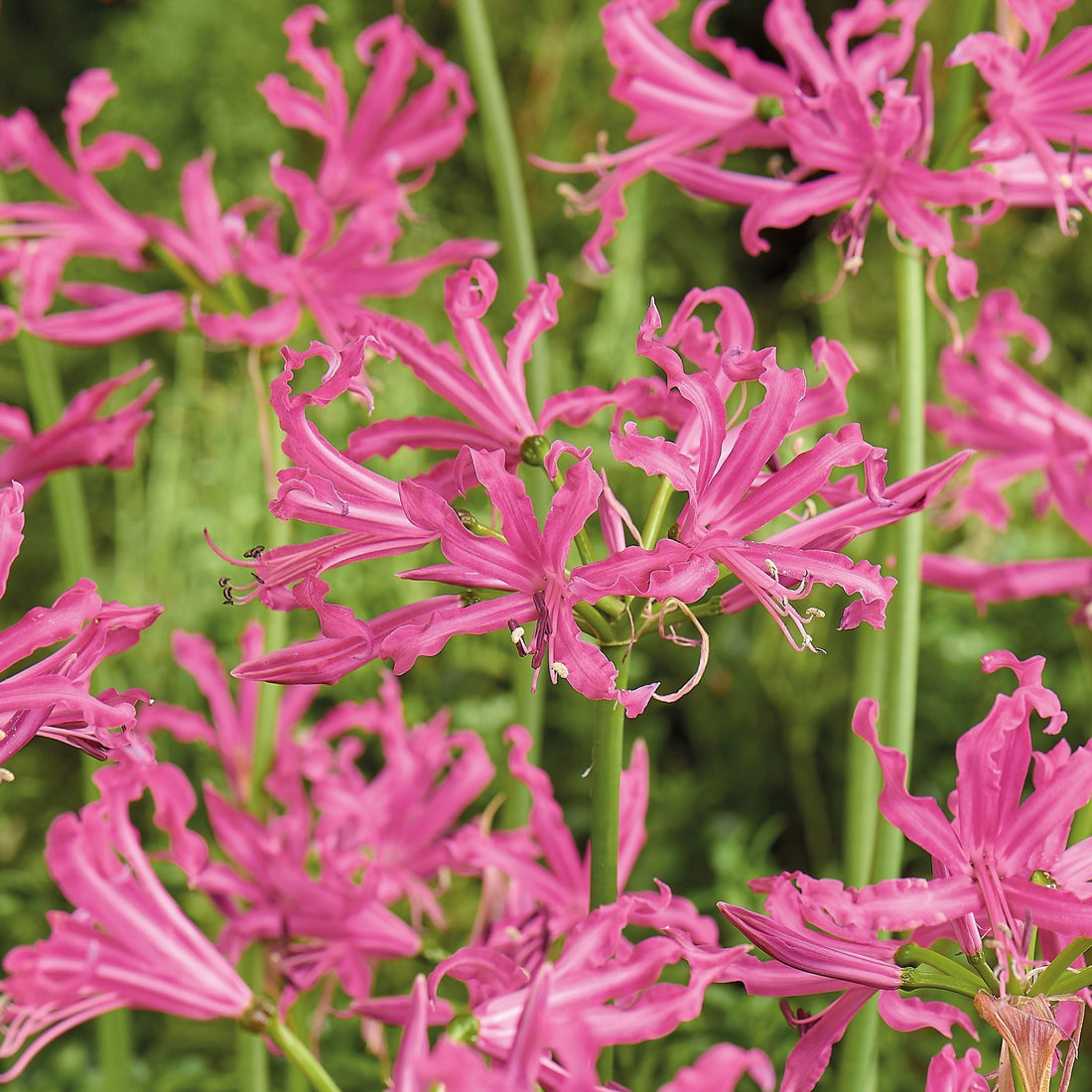 Guernseylilie, Nerine bowdenii 'Isabelle'