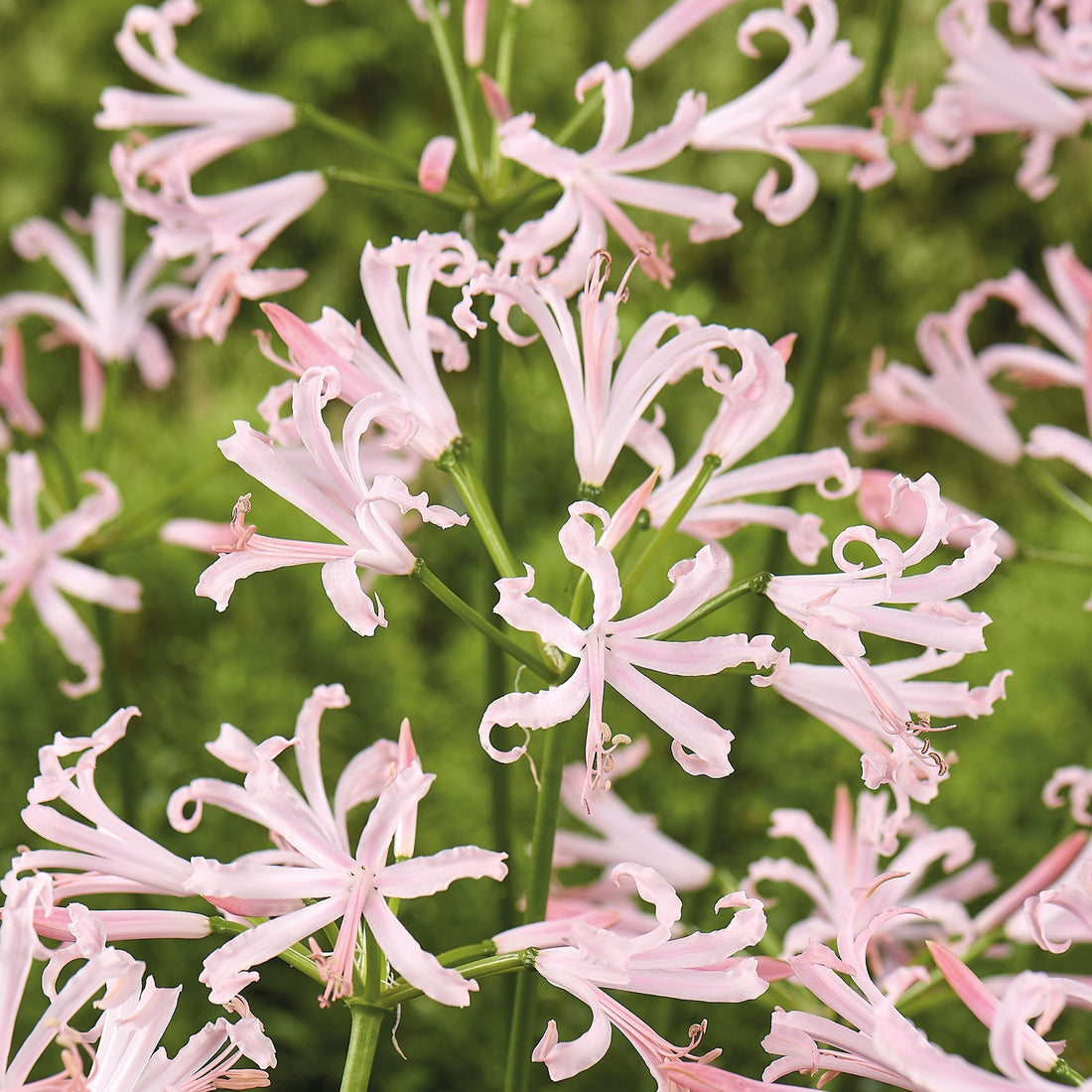 Guernseylilie, Nerine bowdenii 'Vesta K'