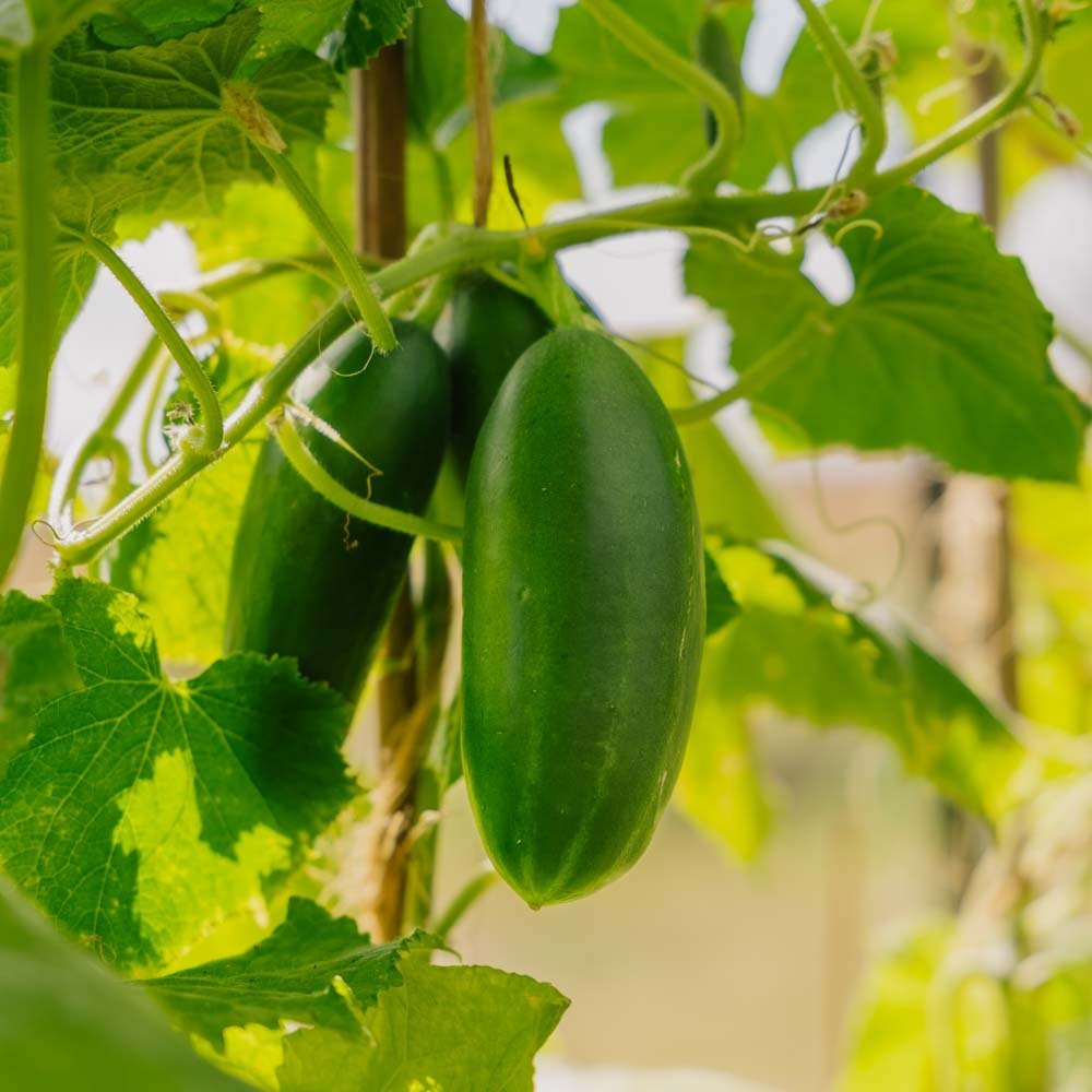 Gurkensamen 'Kaikura F1' - 5 Biosamen