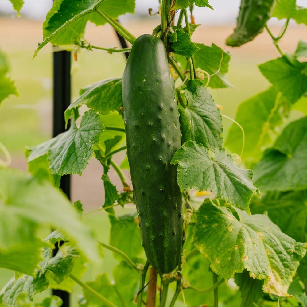 Gurkensamen 'Marketmore' - 10 Biosamen
