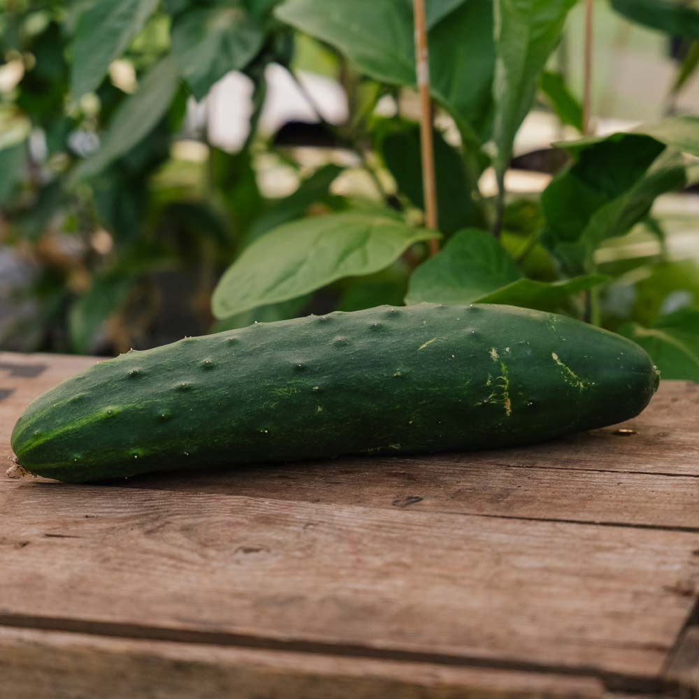 Gurkensamen 'Marketmore' - 10 Biosamen