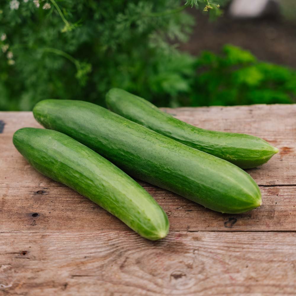 Gurkensamen 'Telegraph Improved' - 10 Biosamen