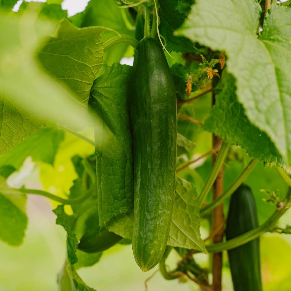 Gurkensamen 'Telegraph Improved' - 10 Biosamen
