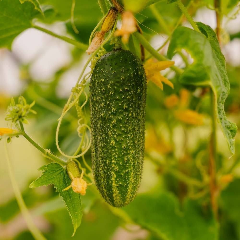 Gurkensamen 'Vorgebirgstrauben' - 10 Biosamen
