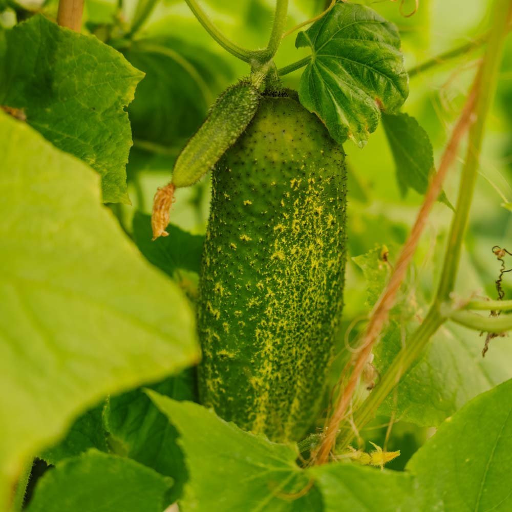 Gurkensamen 'Vorgebirgstrauben' - 10 Biosamen