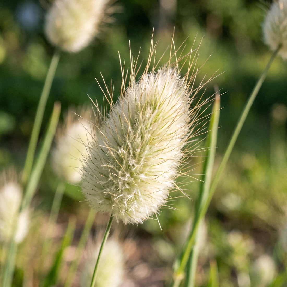 Hasenschwanzgras Samen 'Hare's-tail grass' - 150 Bio-Samen