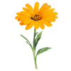 Blumensamen