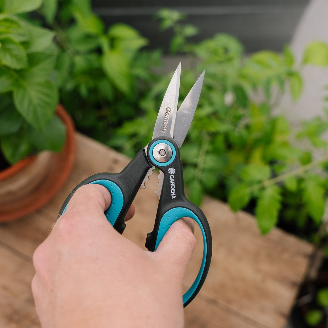 HerbCut Kräuterschere