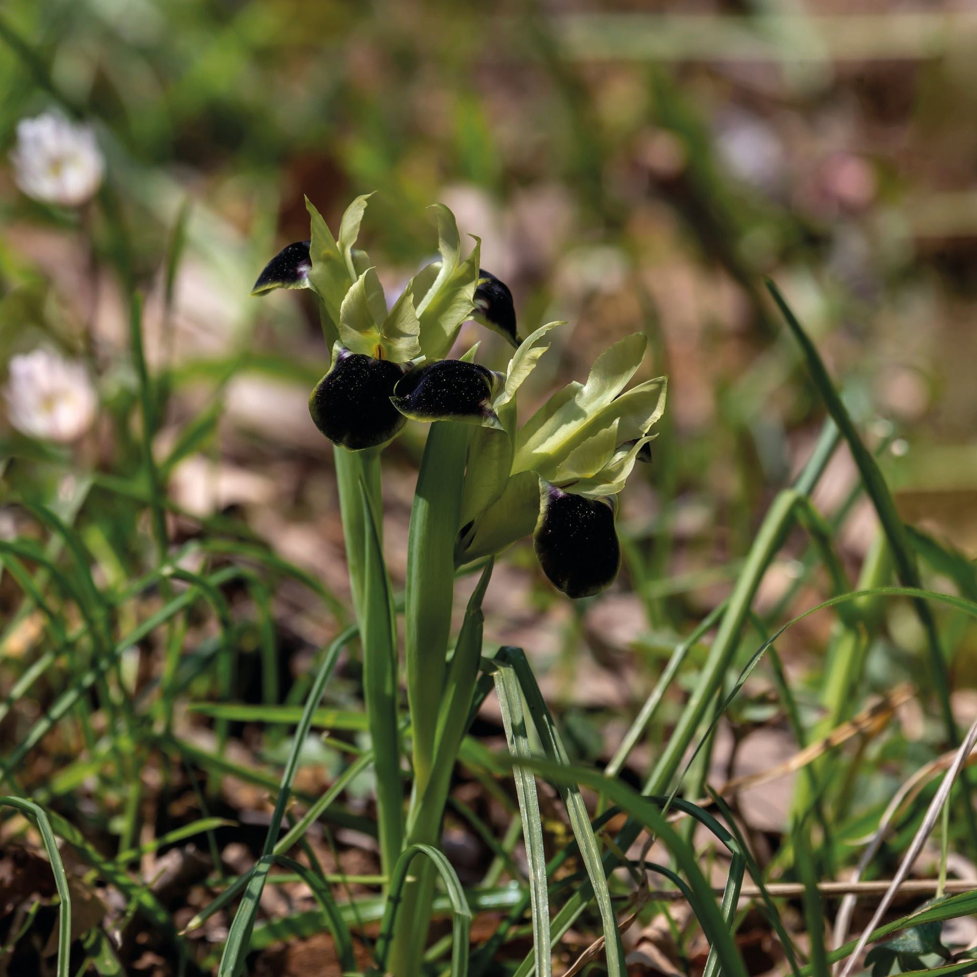 Hermodactylus 'Tuberosa'