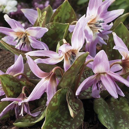 Hundszahn, Erythronium 'Lilac Wonder'