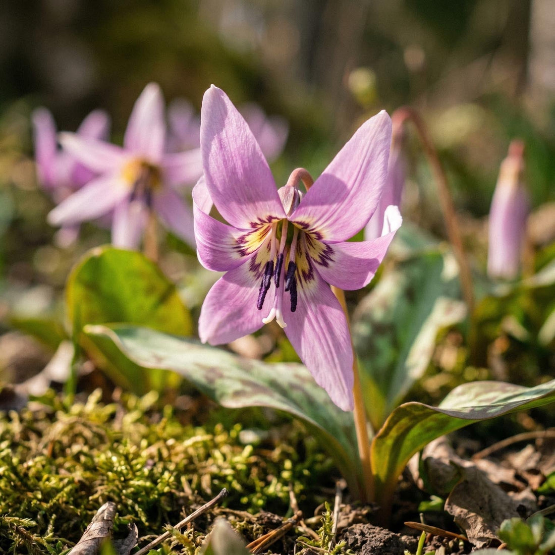 Hundszahn, Erythronium 'Lilac Wonder'