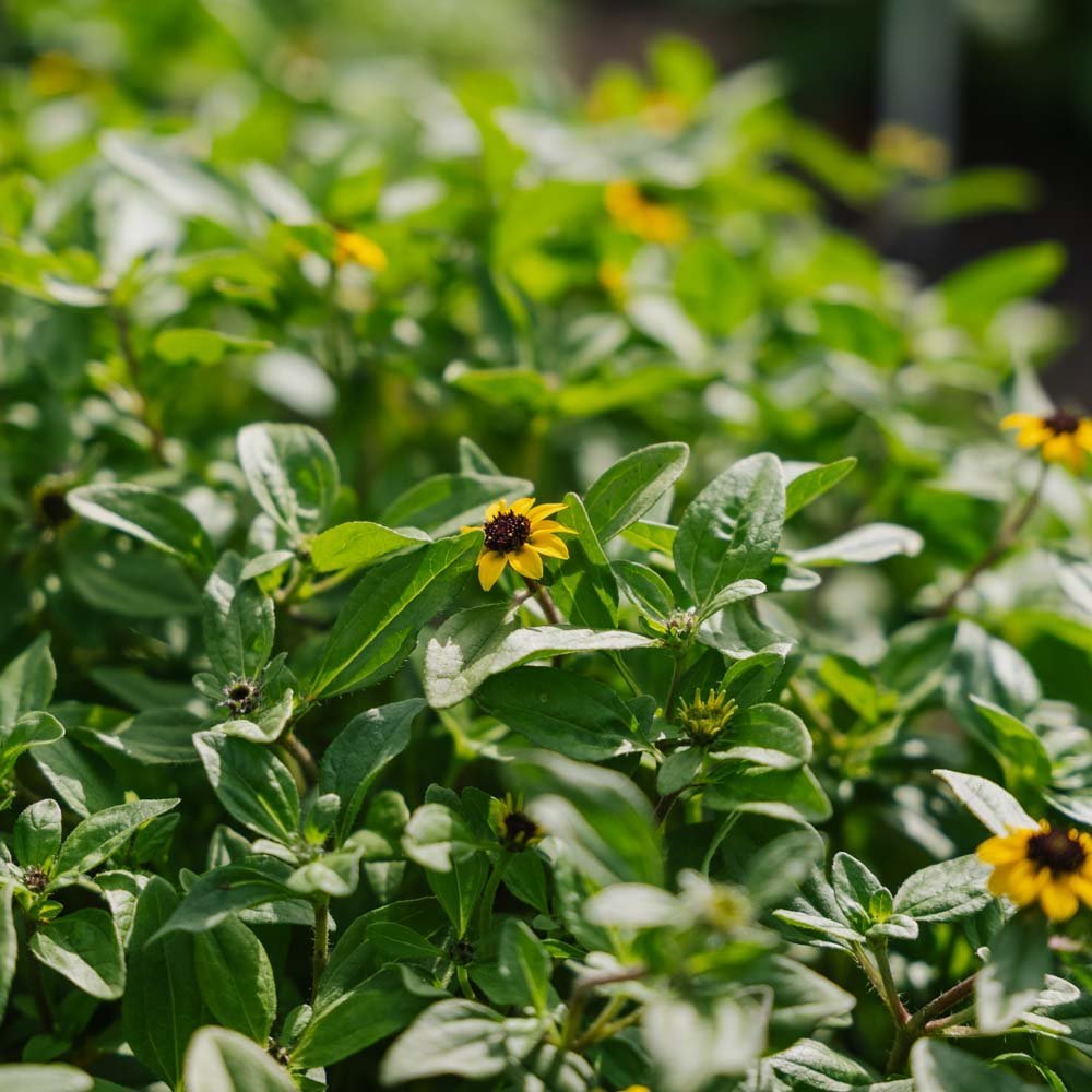 Husarenknöpfchen Samen - 150 Biosamen