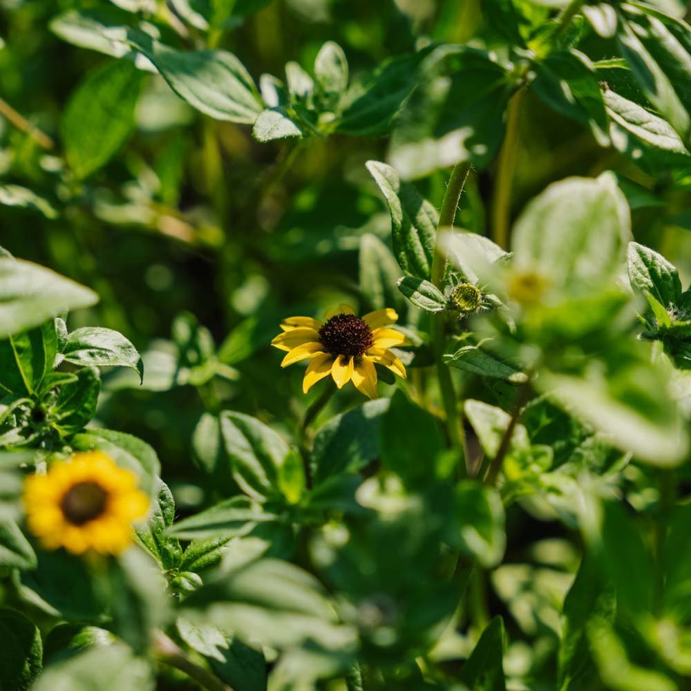 Husarenknöpfchen Samen - 150 Biosamen