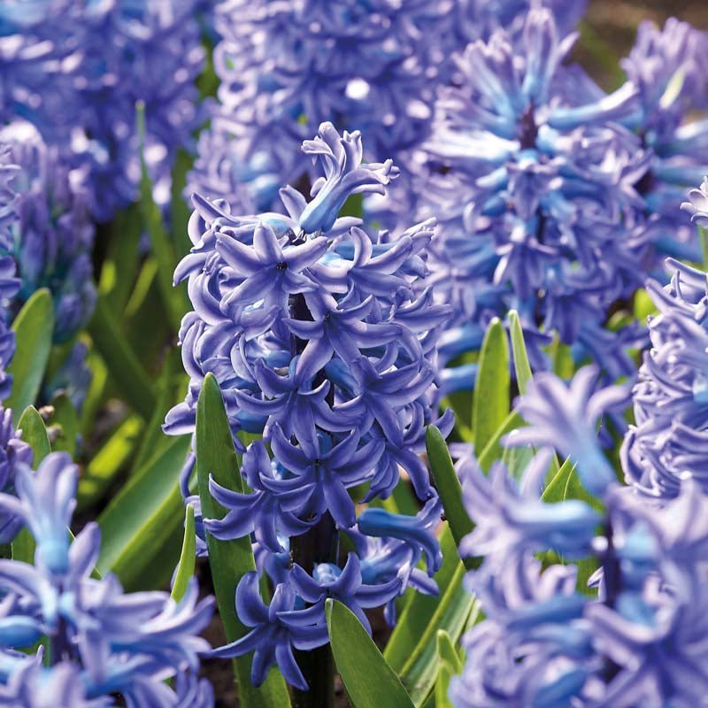 Hyazinthe 'Blue Jacket'