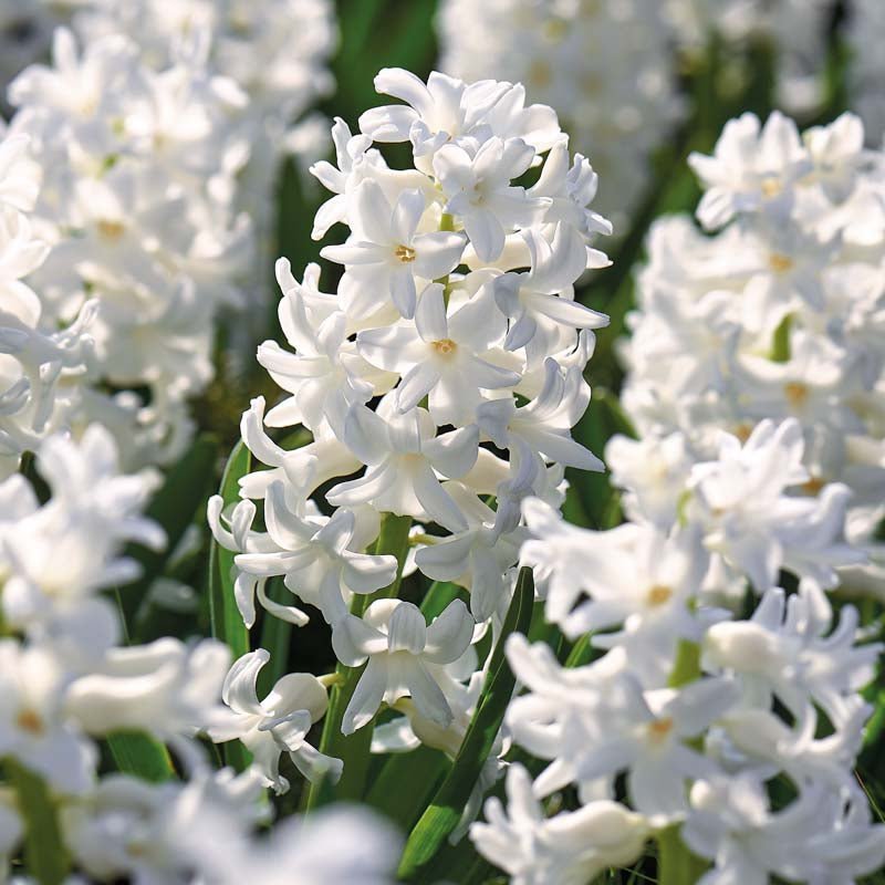 Hyazinthe 'Carnegie'