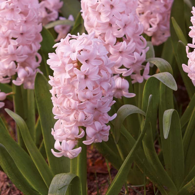 Hyazinthe 'China Pink'