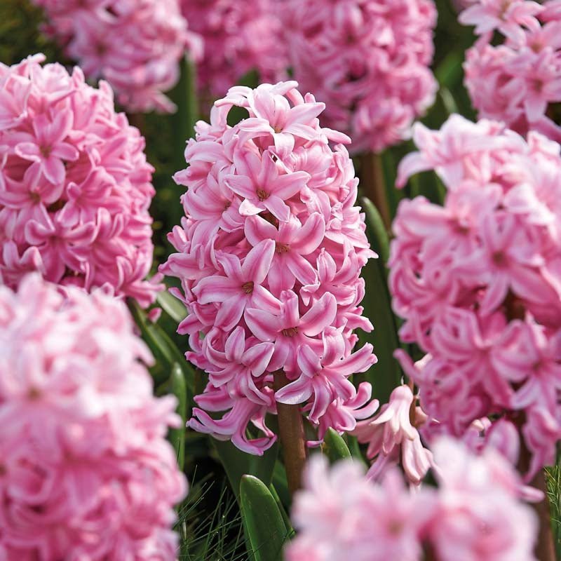 Hyazinthe 'Fondant'